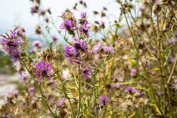 Galactites tomentosa thickets selective focus