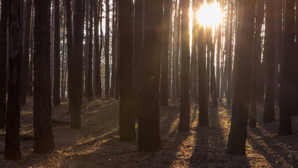 Pine forest with the last of the sun shining through the trees timelapse.
