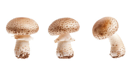 Fototapeta premium Fresh Organic Ingredient for Culinary Delights, Isolated on Transparent Background for Gourmet Cooking, Market Produce Imagery