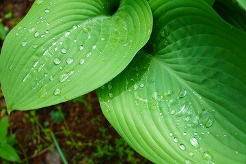 dew on a leaf