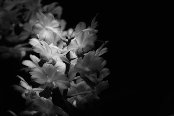 Close-up of monochrome flowers on a black background