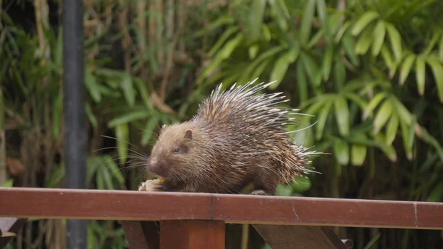 Sunda porcupine or Javan porcupine eating corn while sitting on a wooden fence. Slow motion static shot.