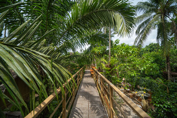 Tree tunnel in rubber plantation, Thailand. Way through garden park in summer season. Nature landscape background