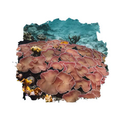 Colorful coral reef cut out, photo