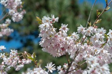 pink blossoms in the sun