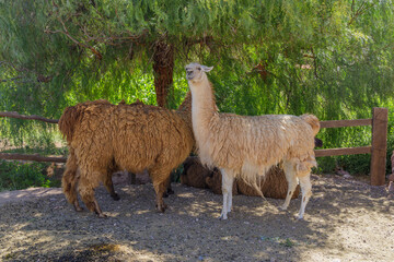 Naklejka premium Group of llamas under the shade of a bush in northwest Argentina.