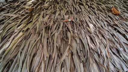 A roof made of dried nipa palm leaves.