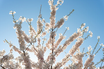 slight shining through delicate white pink petals of a prunus tree on a blue sky in spring