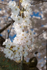 close-up of a branch with small blossoms in spring