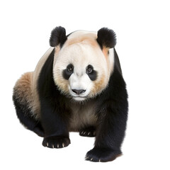 giant panda isolated on white