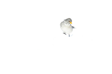 A white-winged snowfinch (Montifringilla nivalis) in the snow.