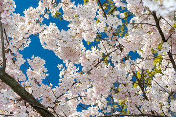 background featuring blossoms and a blue sky in spring