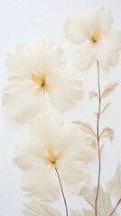 White hibiscus wallpaper flower petal plant.