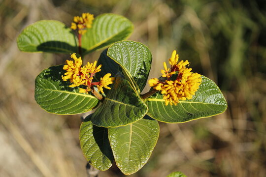 plant with yellow flowers from the caatinga