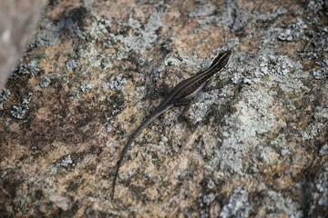 lizzard