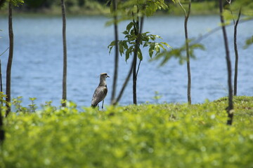 bird on a tree and lake