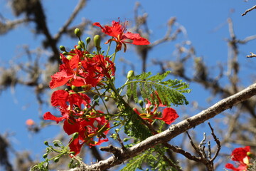 Red flowers