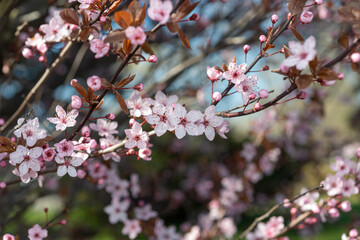 Plum Leaf Sand Cherry (Prunus × cistena)