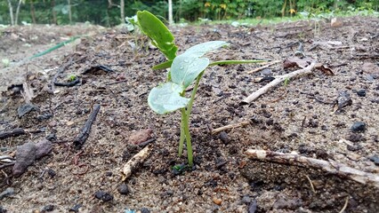 sprouts in the ground