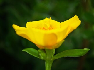 a yellow flower in the midst of some green foliages