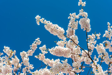 radiating branches with many small blossoms on a deep blue sky background
