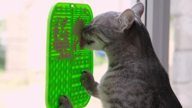 cute grey tabby cat using lick mat for eating food slowly, mat is attached to the window glass. Pet care