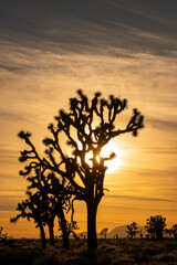 Sun shines behind a Joshua tree at sunset. California