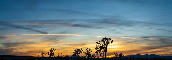 Panoramic shot of silhouetted Joshua trees at sunrise. Joshua Tree National Park, California
