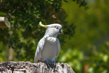 Cockatoo perched on a tree stump in the wilderness.