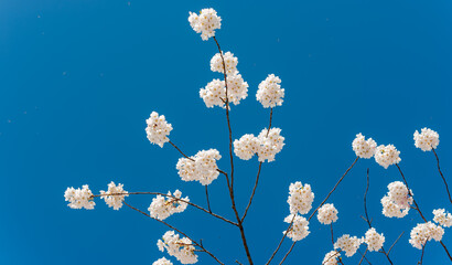 tufts of blossoms on a blue sky (with space for copy or design elements)