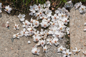 cherry blossoms on the ground