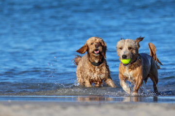 Two dogs play with tennis ball in sea, social behavior, South Fremantle, Little Dog Beach, Perth,...