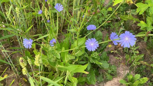 Blue Flowers Chicory Close up. Wild Chicory Flowers on Sunny Day, Bottom View. Beautiful Floral Landscape.