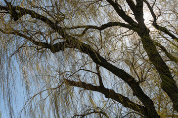 tree branches against blue sky