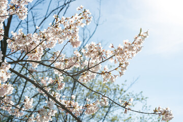 partly backlit cherry blossoms on a blue sky with some solar flare