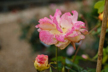 A close-up of a rose after the rain in springtime. Villandry, France - April 26, 2024.