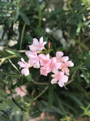 Soft pink flowers among slender green leaves
