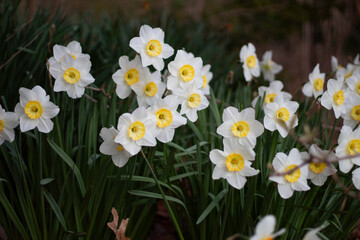 Fototapeta premium Wild white flowers blooming in spring