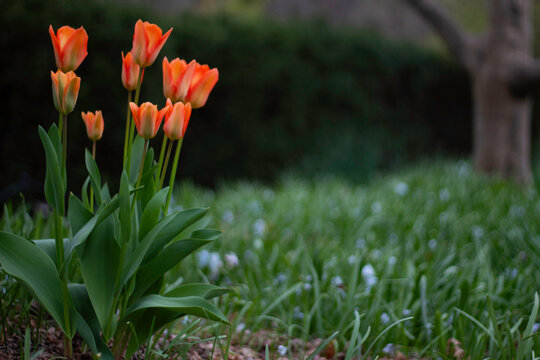 Orange tulip blooming in a wild field with grass