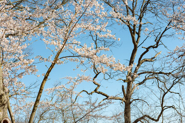 expressive trees and cherry blossoms on a blue sky