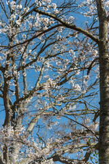 screen of branches, some with tree blossoms all on a blue sky in the park