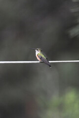 Fototapeta premium Solitary hummingbird perched gracefully on a thin rope