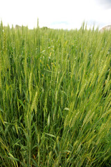Lush green wheat field poised for a bountiful harvest