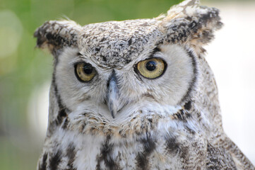 Intense gaze of a majestic owl in close-up