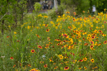 Field of bright yellow and orange Gaillardia wildflowers