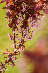 Bright cherry blossoms contrast with dark red leaves in spring