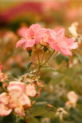 Pink roses display life's fleeting beauty