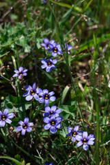 Vivid blue wildflowers bloom amidst a lush green meadow