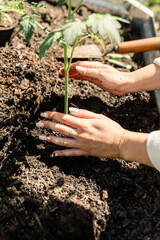 Woman's hands guide a tomato seedling into fertile soil