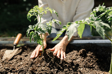 Gardener's hands planting tomato seedlings in sun-kissed soil